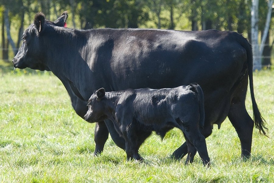 Ternera Angus