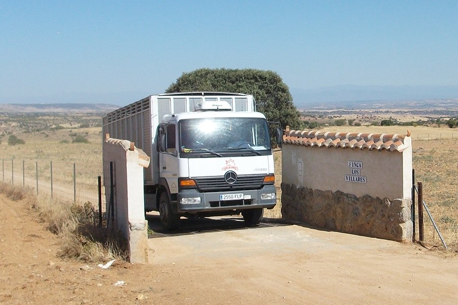 Transporte Animales Vivos