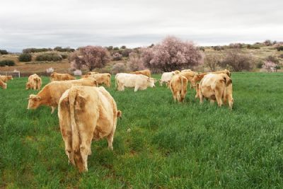 Terneras Crianza Propia