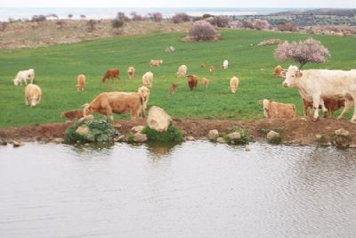 Recursos Naturales Crianza