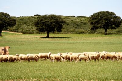 Ganado Finca