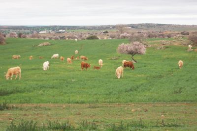 Pastos de las Terneras