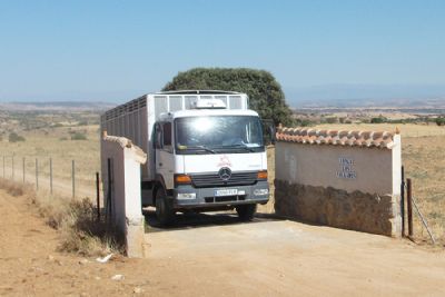 Transporte animales Vivos 01